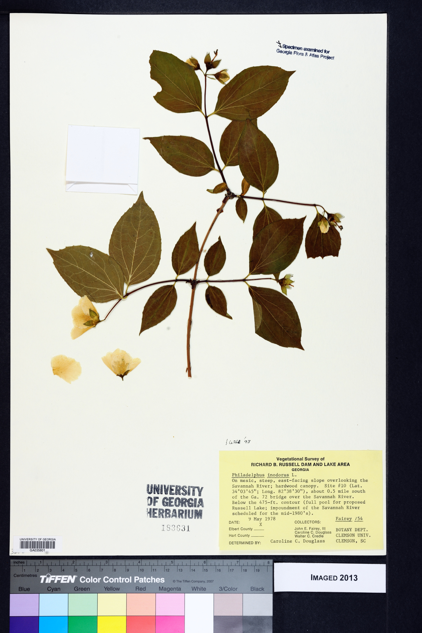 Philadelphus inodorus image