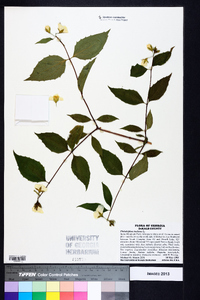 Philadelphus inodorus image