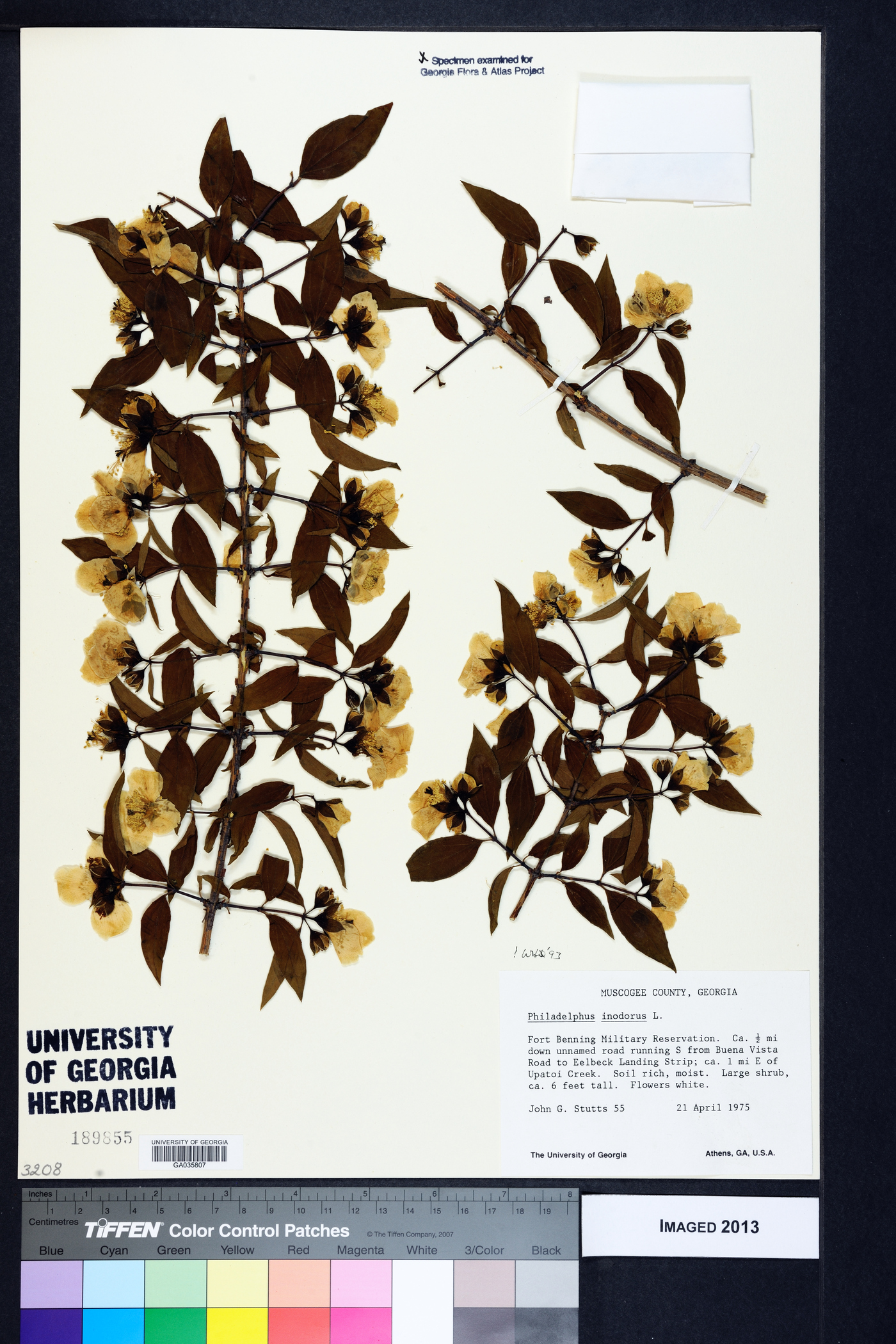 Philadelphus inodorus image