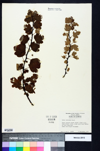Ribes curvatum image