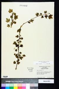 Ribes cynosbati image