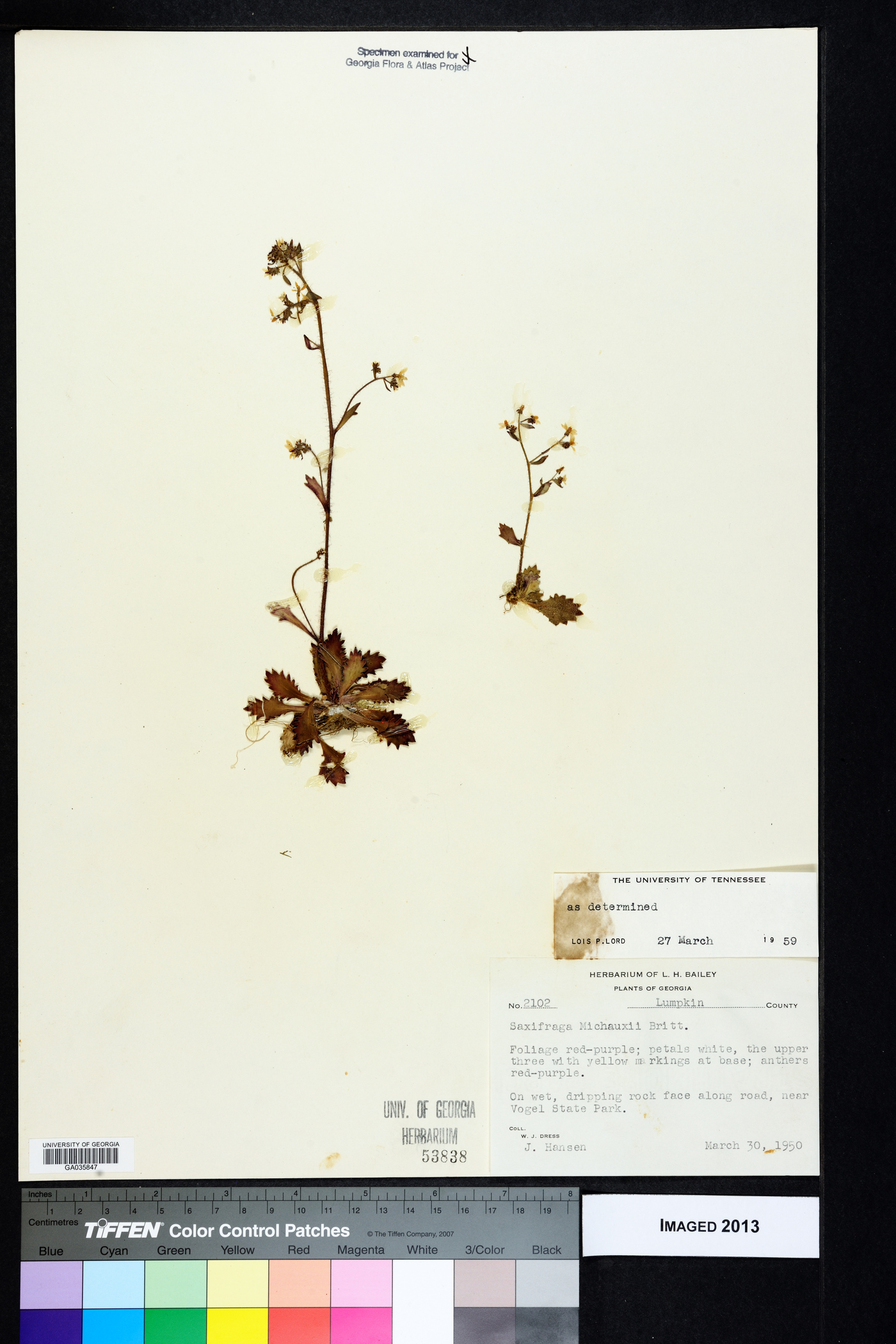 Saxifraga michauxii image