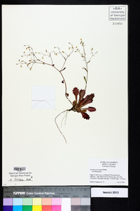 Saxifraga michauxii image