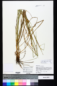 Carex bullata image