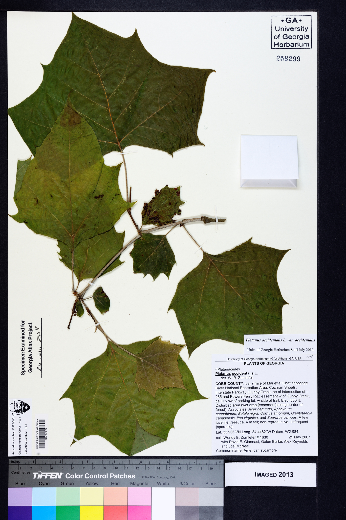 Platanus occidentalis var. occidentalis image