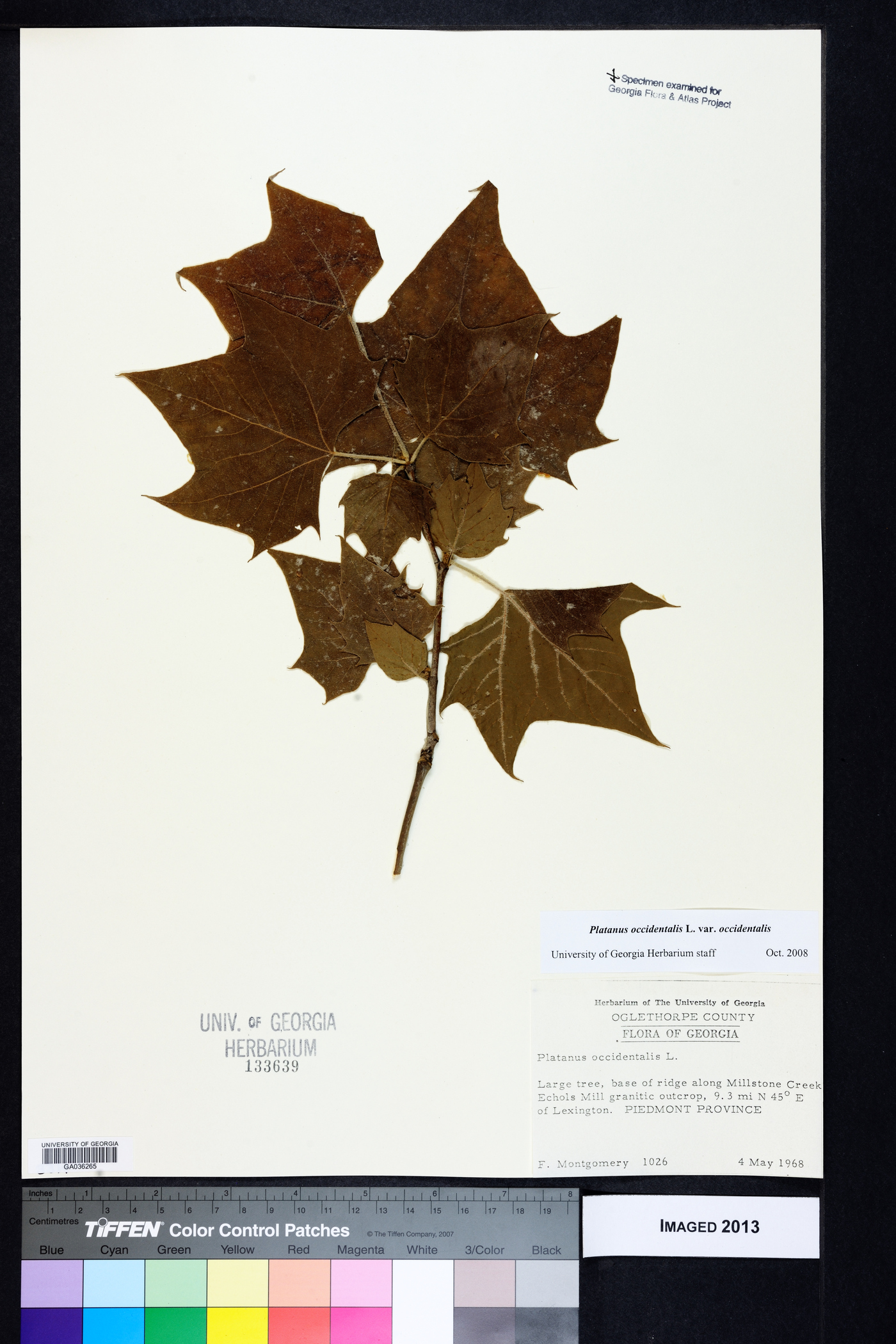 Platanus occidentalis var. occidentalis image