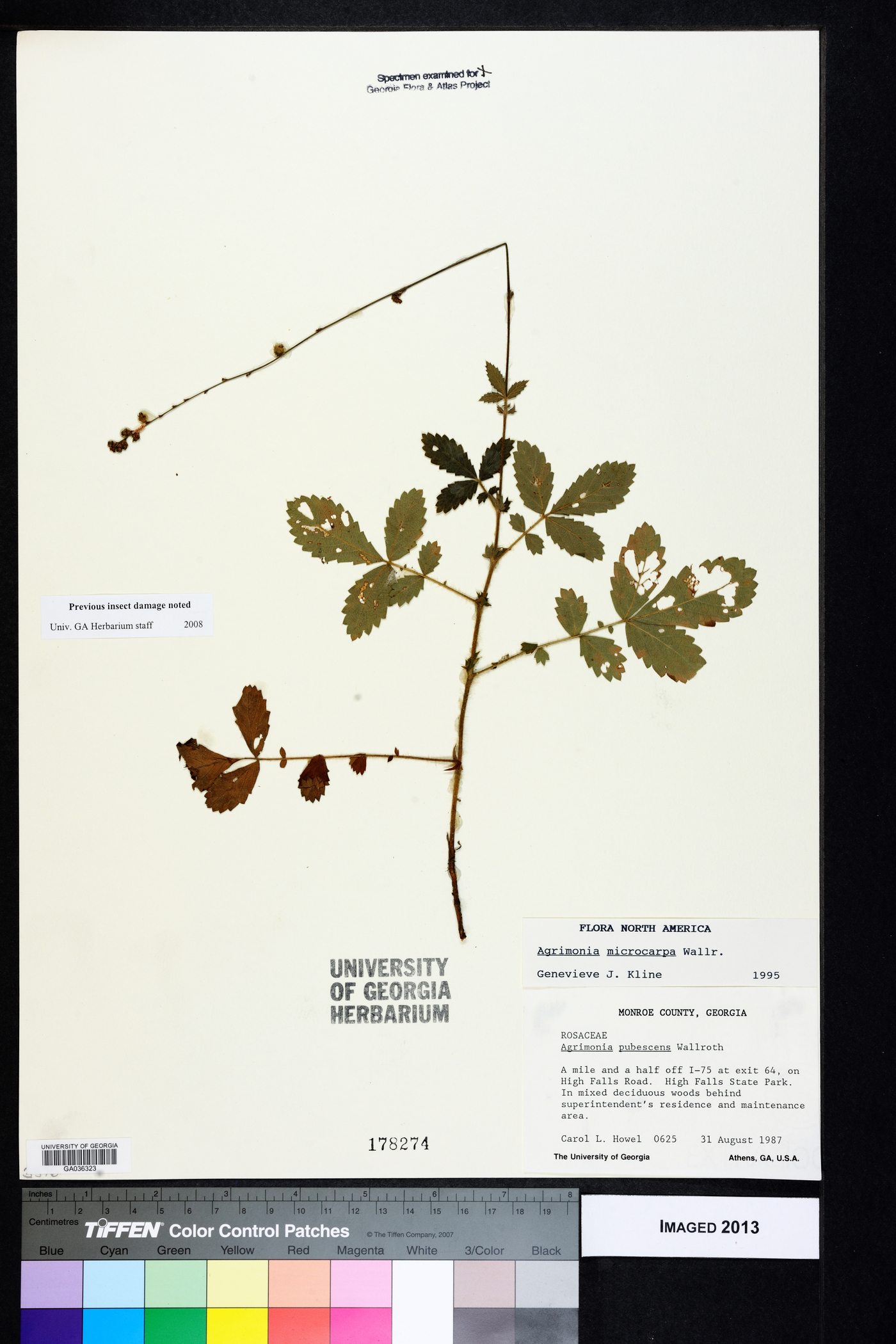 Agrimonia microcarpa image