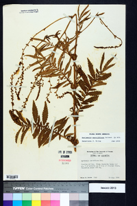 Agrimonia parviflora image