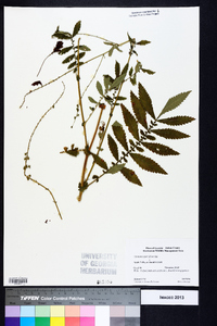 Agrimonia parviflora image