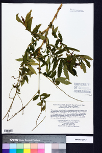 Agrimonia parviflora image