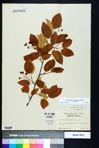 Amelanchier canadensis image