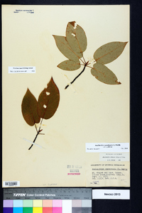 Amelanchier canadensis image