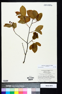 Amelanchier canadensis image