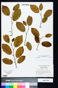 Amelanchier canadensis image