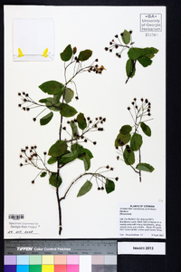 Amelanchier canadensis image