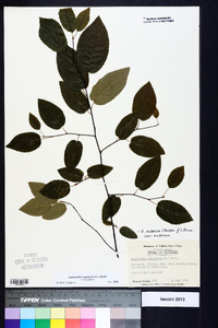 Amelanchier canadensis image