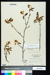 Amelanchier canadensis image