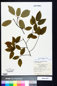 Amelanchier canadensis image