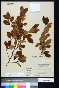 Amelanchier canadensis image