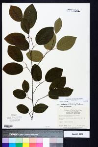 Amelanchier canadensis image