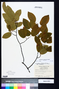 Amelanchier canadensis image