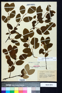 Amelanchier canadensis image