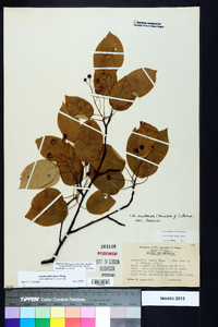 Amelanchier laevis image