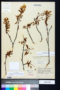 Amelanchier laevis image