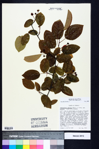 Amelanchier laevis image