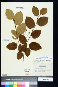 Amelanchier laevis image