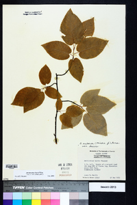 Amelanchier laevis image