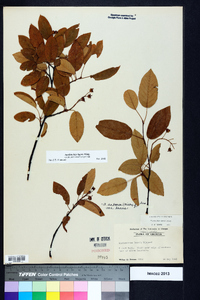 Amelanchier laevis image