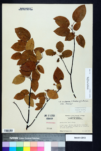 Amelanchier laevis image