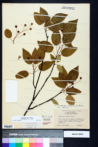 Amelanchier laevis image