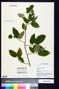 Amelanchier laevis image