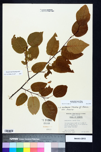 Amelanchier laevis image