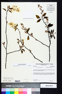 Amelanchier laevis image