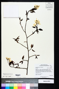 Amelanchier laevis image