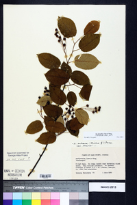 Amelanchier laevis image