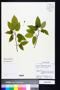 Amelanchier laevis image