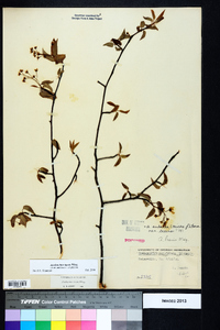 Amelanchier laevis image