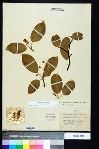 Amelanchier laevis image