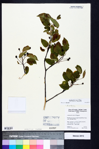 Amelanchier laevis image