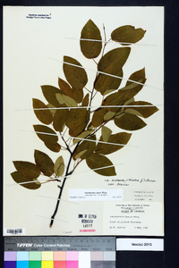 Amelanchier laevis image