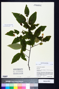 Amelanchier laevis image