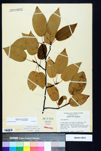 Amelanchier laevis image