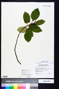 Amelanchier laevis image