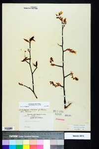 Amelanchier laevis image