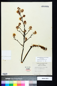 Amelanchier obovalis image