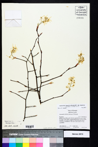 Amelanchier sanguinea image